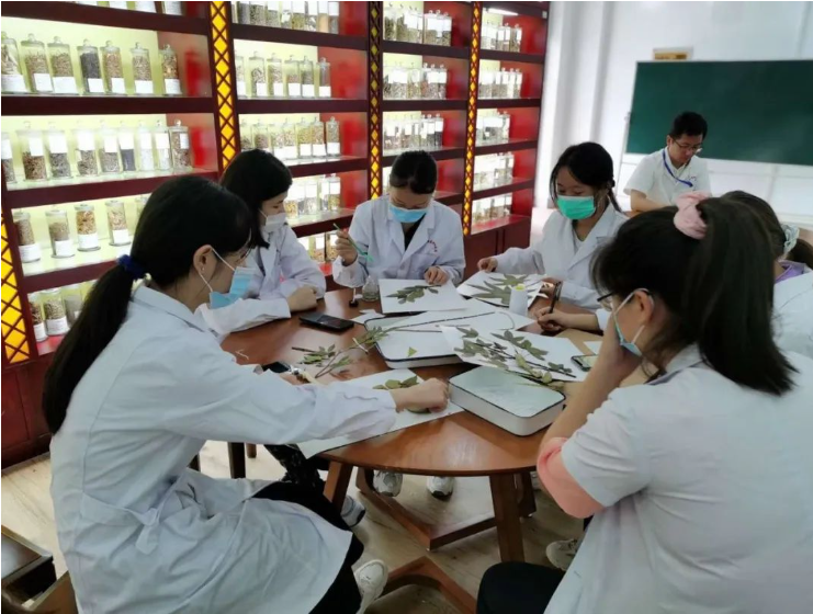  中药学专业 